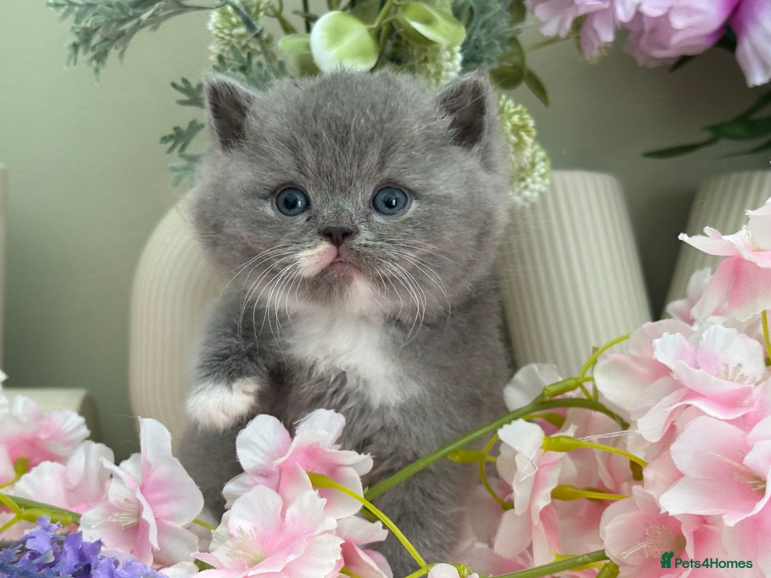 British Shorthair cats for sale:  Quality British kittens - Image 8
