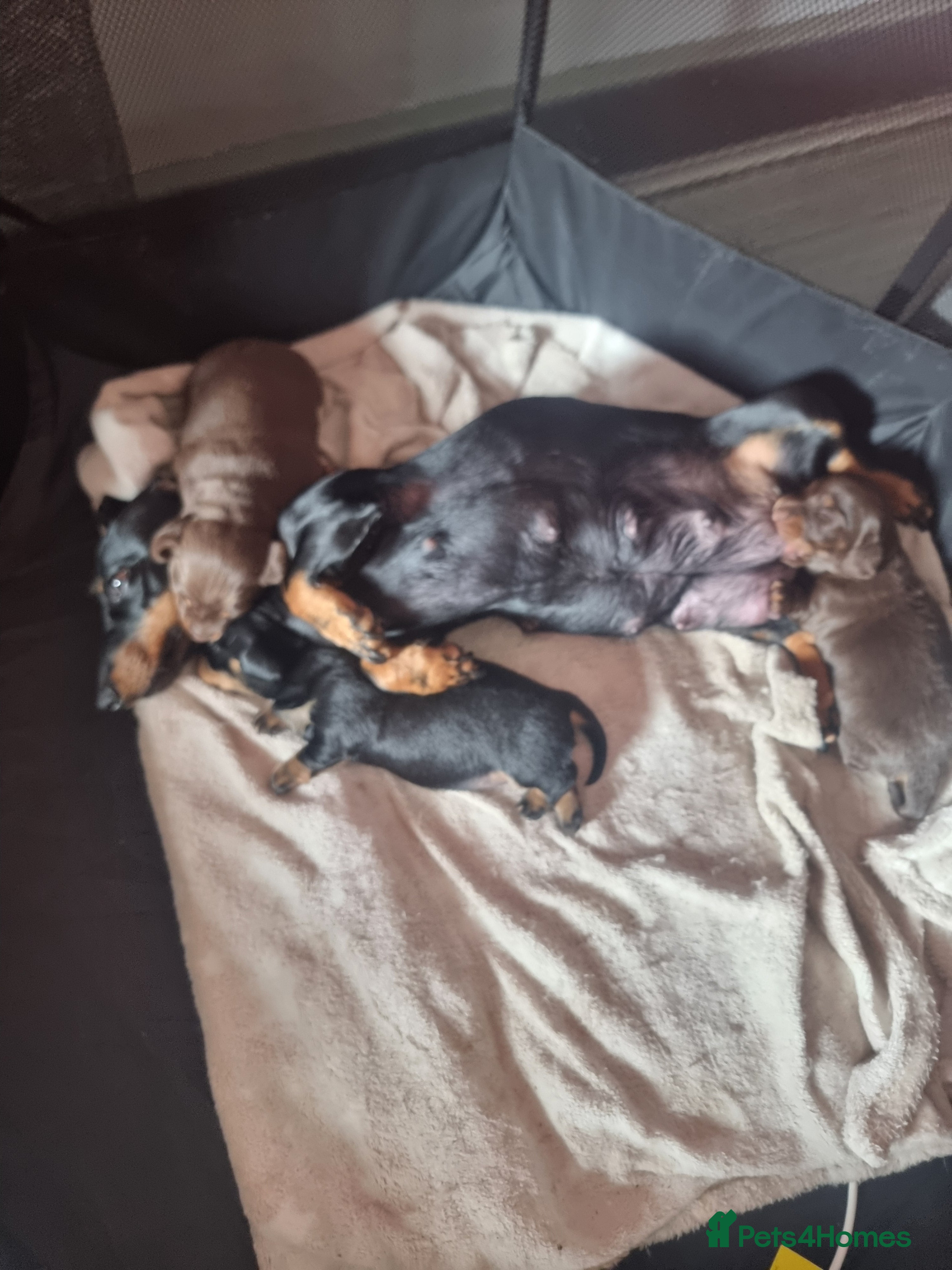 Miniature Dachshund dogs for sale: Long haired mini Dachshund chocolate/tan pointers in Sheffield - Advert 3