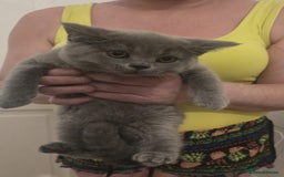 British Shorthair cats for sale: British shorthair GCCF registered  in Boston - Image 9