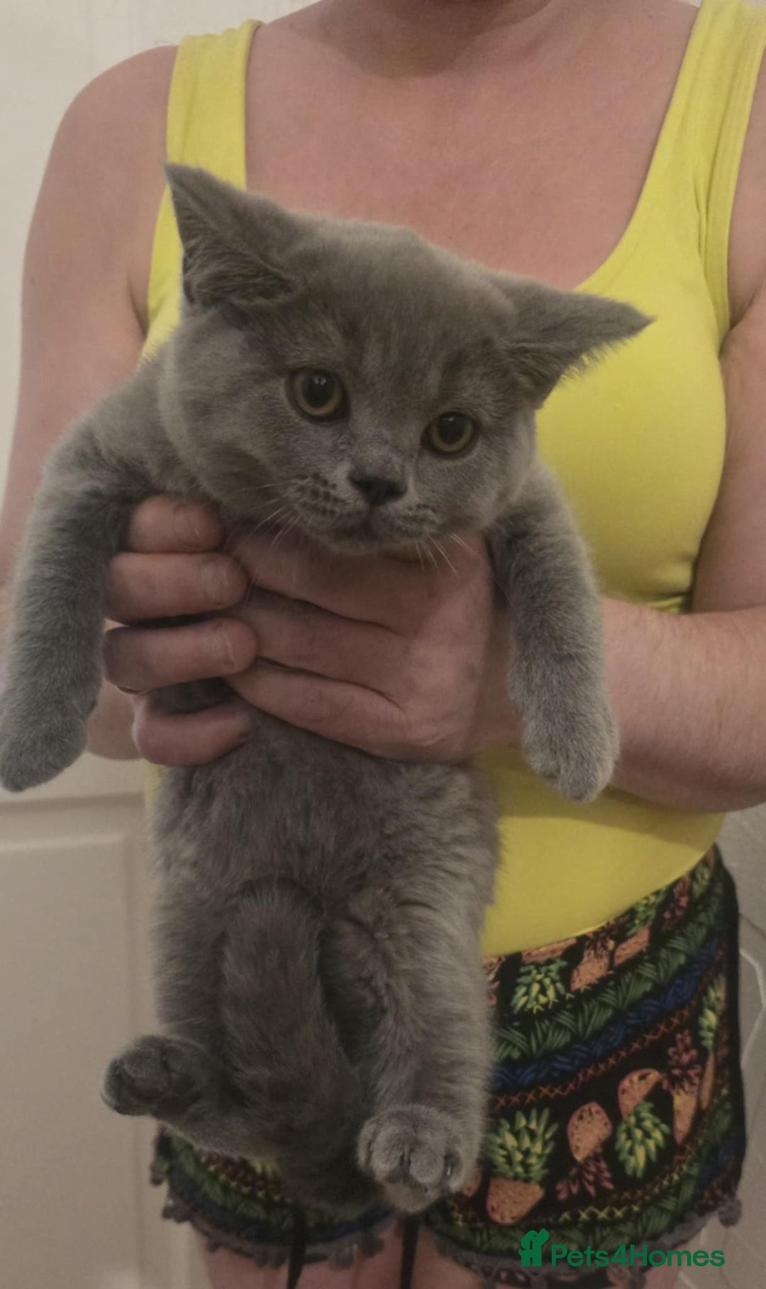British Shorthair cats for sale: British shorthair GCCF registered  in Boston - Image 9