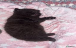Ragdoll cats for sale: Ragdoll kittens £600-£1,000 - Image 13