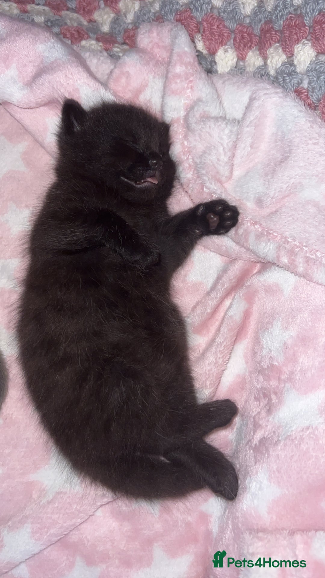 Ragdoll cats for sale: Ragdoll kittens £600-£1,000 - Image 13