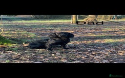 Cocker Spaniel dogs for sale: Cocker Spaniels For Sale - Image 13