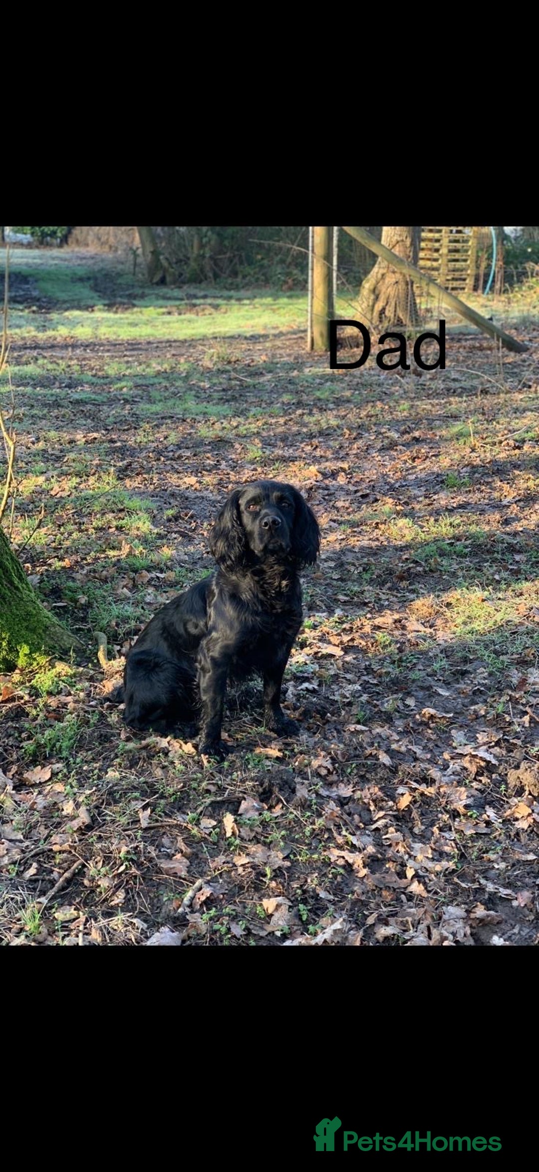Cocker Spaniel dogs for sale: Cocker Spaniels For Sale - Image 13