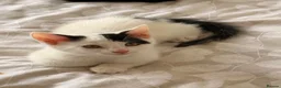 British Shorthair cats for sale: 4 black + white female kittens - Advert 14