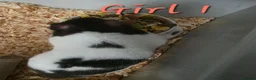 Hamster rodents for sale: Syrian hamsters  - Advert 2
