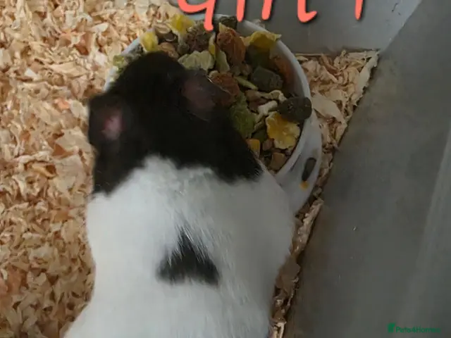 Hamster rodents for sale: Syrian hamsters - Advert 2