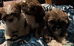 Shih Tzu dogs for sale: Adorable Shih Tzus waiting for their perfect match - Image 6