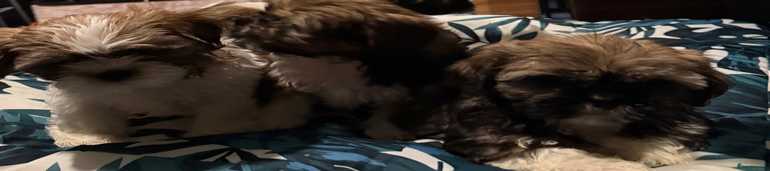 Shih Tzu Puppy 5