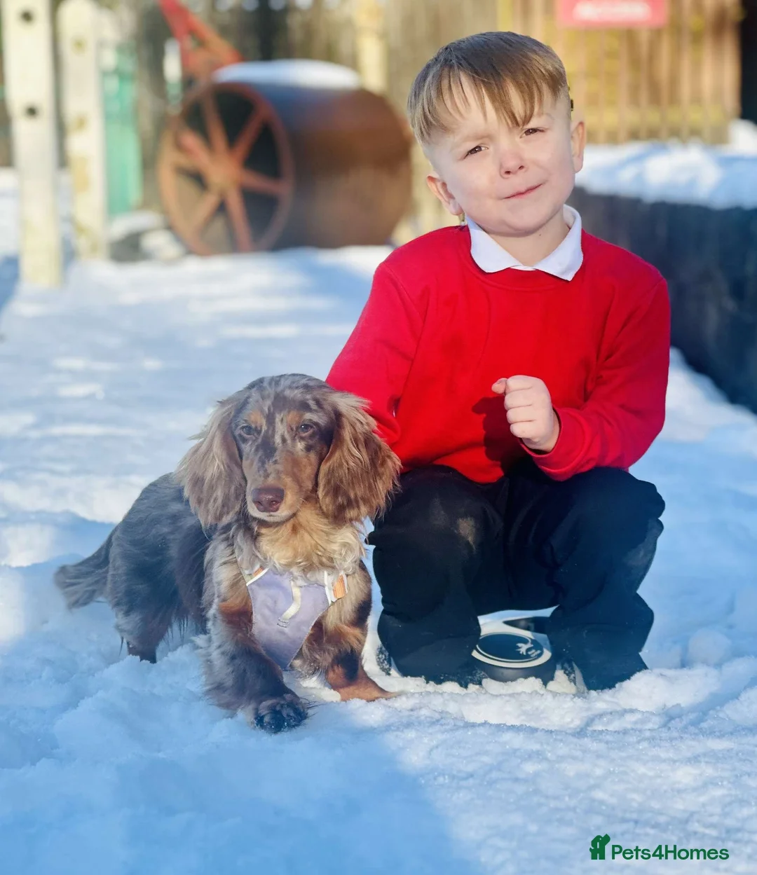 Dachshund dogs for stud: Long haired dachshund stud boys  in Leeds - Advert 27