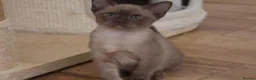 Burmese cats for sale: Affectionate Burmese boys - Advert 15