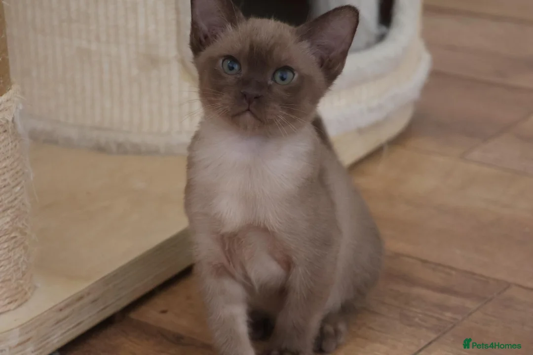 Burmese cats for sale: Affectionate Burmese boys - Advert 15