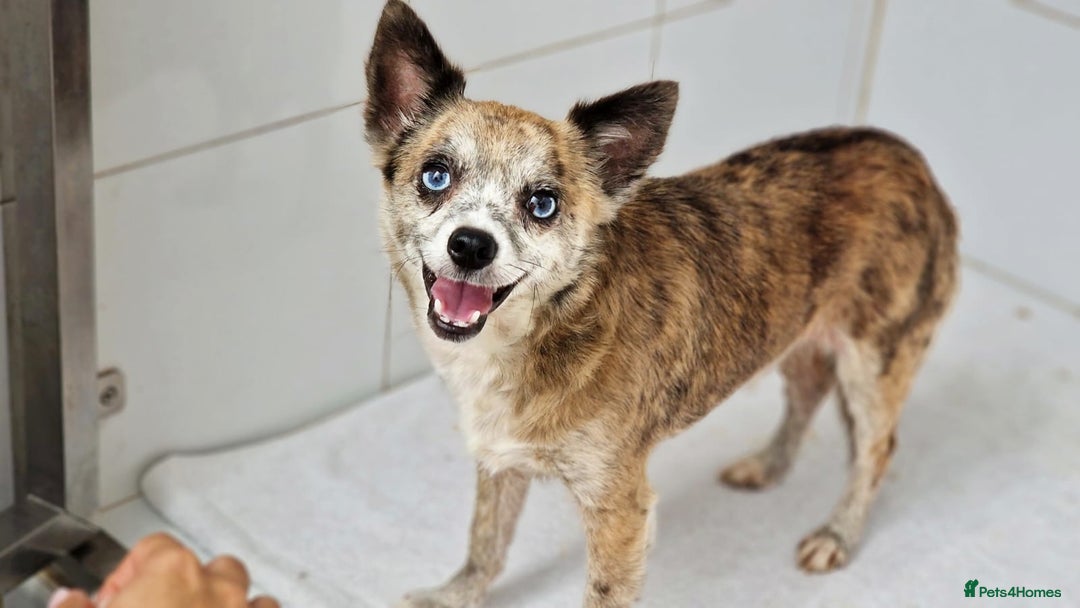 Chihuahua dogs for adoption: Tiger  - Image 3