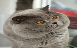 British Shorthair cats for sale: Blue female kitten  - Image 5