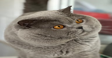 British Shorthair cats - Advert 12
