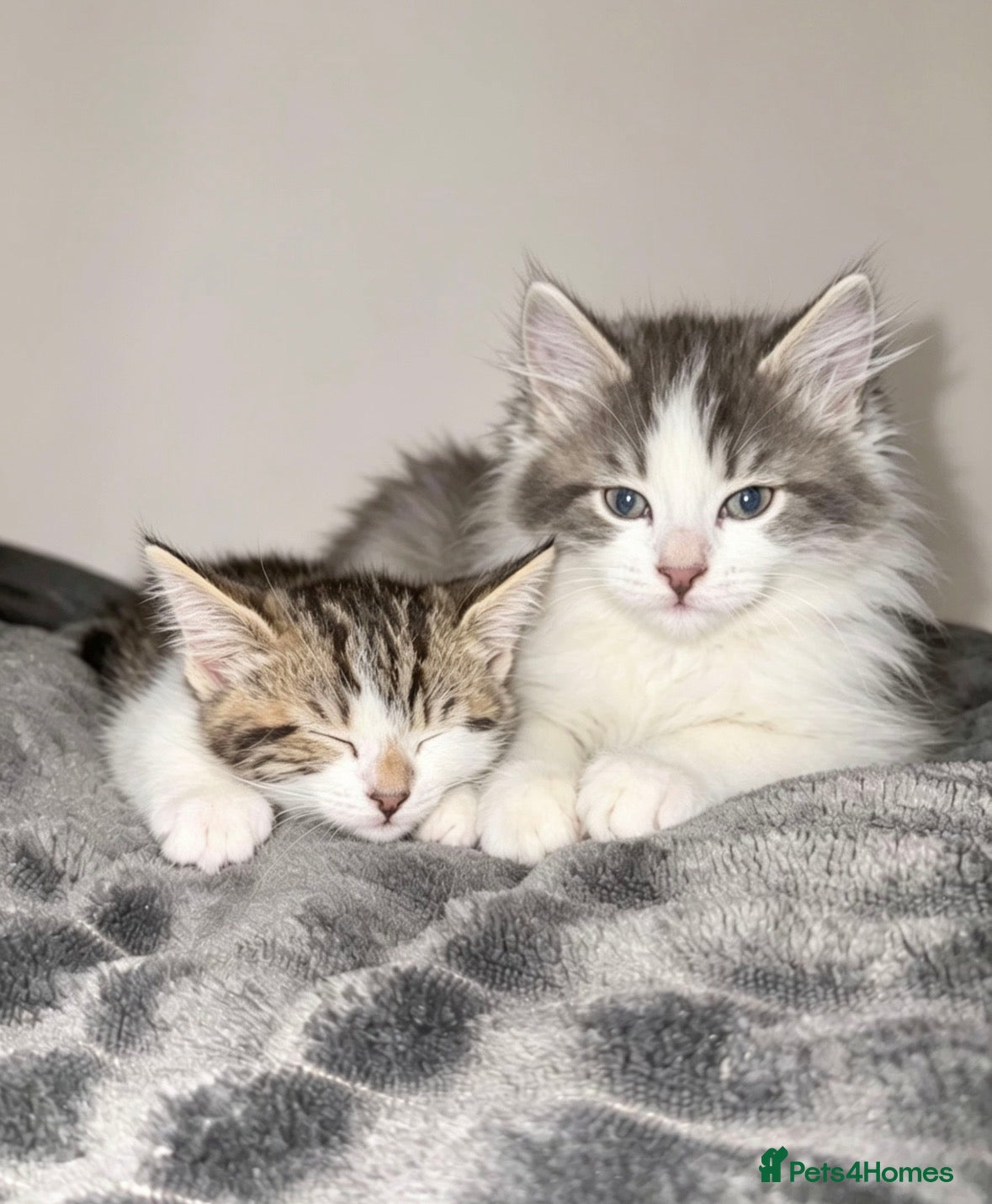 British Longhair cats British longhair kittens - Advert 14