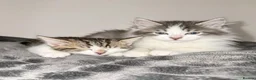 British Longhair cats for sale: British longhair kittens - Advert 1
