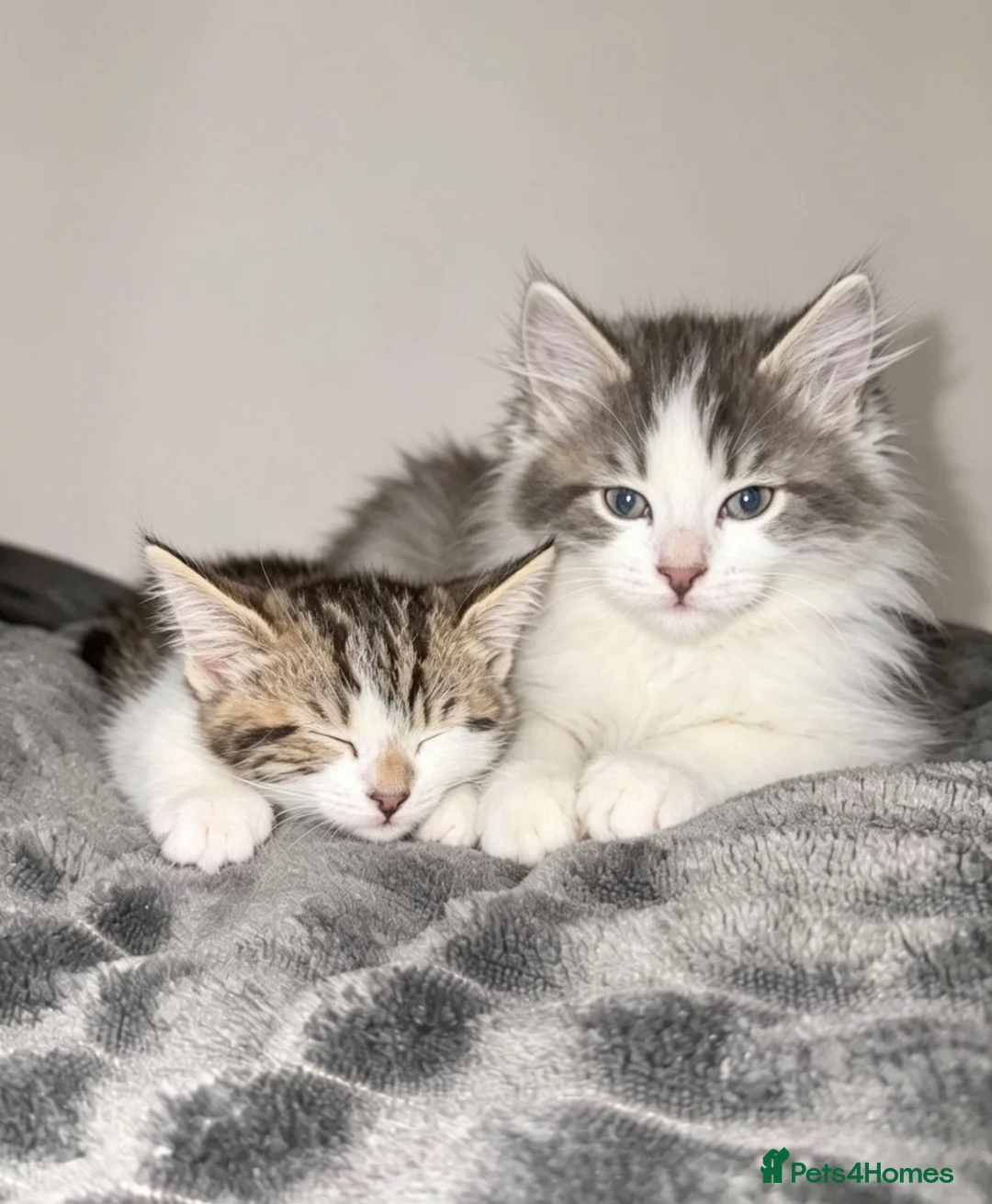 British Longhair cats for sale: British longhair kittens - Advert 1