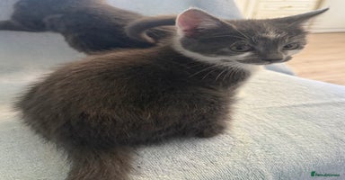 Mixed Breed cats - Advert 8