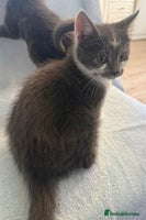 Mixed Breed cats - Advert 11