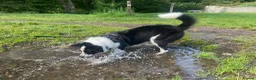 Border Collie dogs for sale: Beloved Border Collie  - Advert 5
