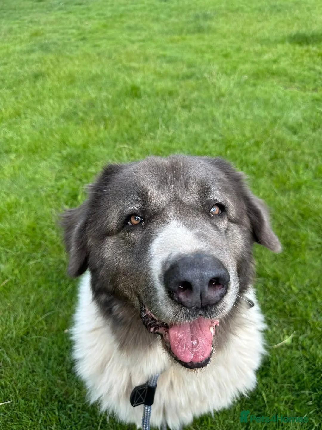 Caucasian Shepherd Dog dogs for adoption: Coco  - Advert 2