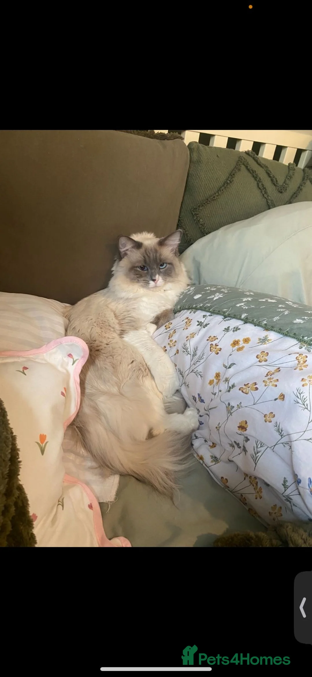 Ragdoll cats for sale: Ragdoll kittens  in Colchester - Advert 2