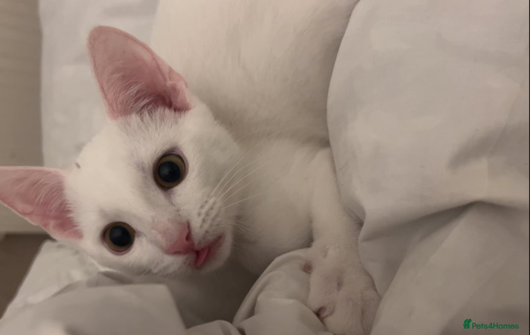 American Shorthair cats for sale: Prince  - Image 11