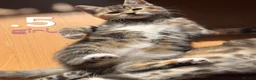 Mixed Breed cats for sale: Beautiful Kittens For Sale in London - Advert 5
