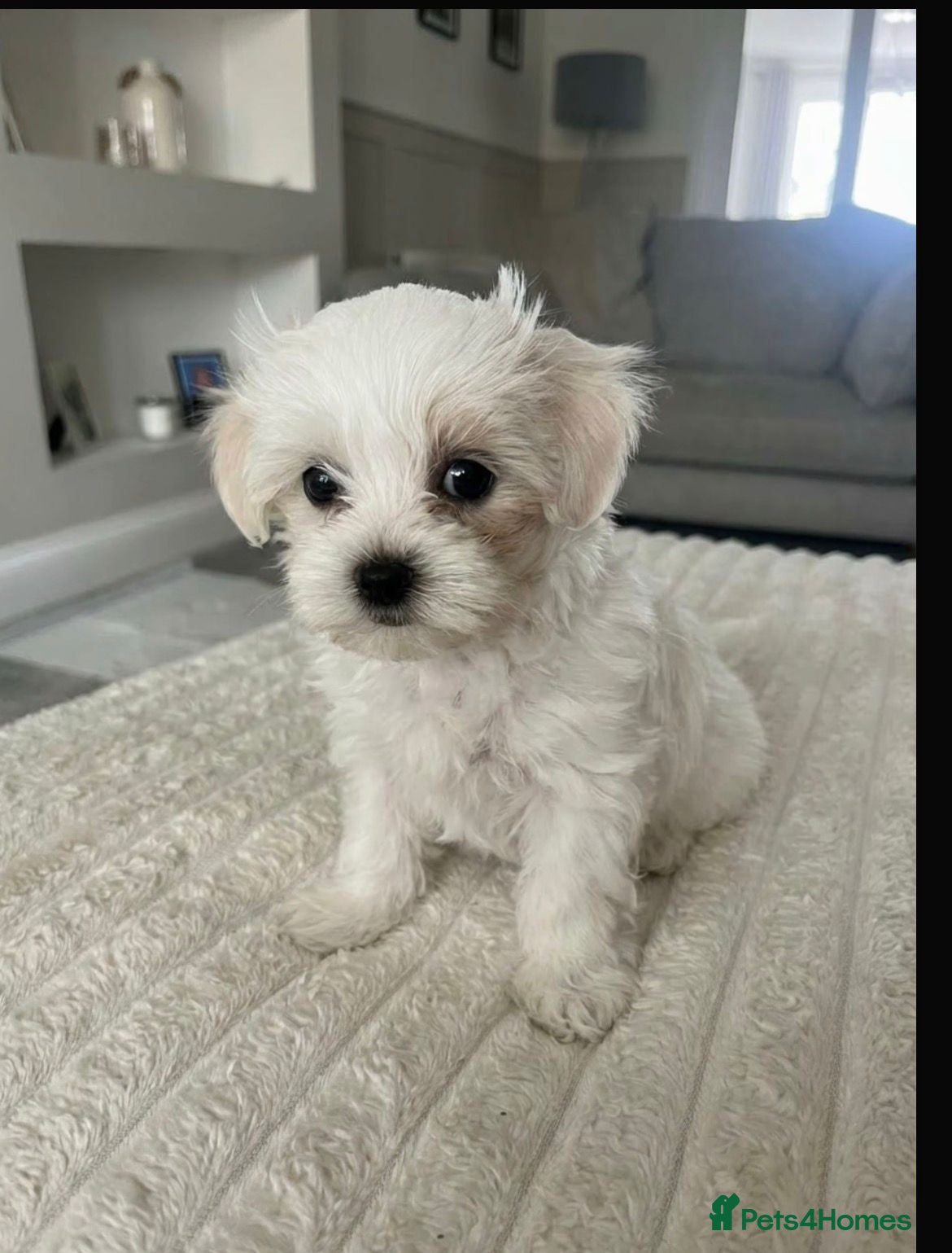 Maltipoo dogs 1 Beautiful Maltipoo puppy for sale  - Advert 6