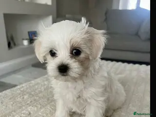 Maltipoo dogs 1 Beautiful Maltipoo puppy for sale - Advert 6