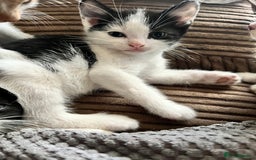 Mixed Breed cats for sale: 5 male munchkin x kittens  - Image 3