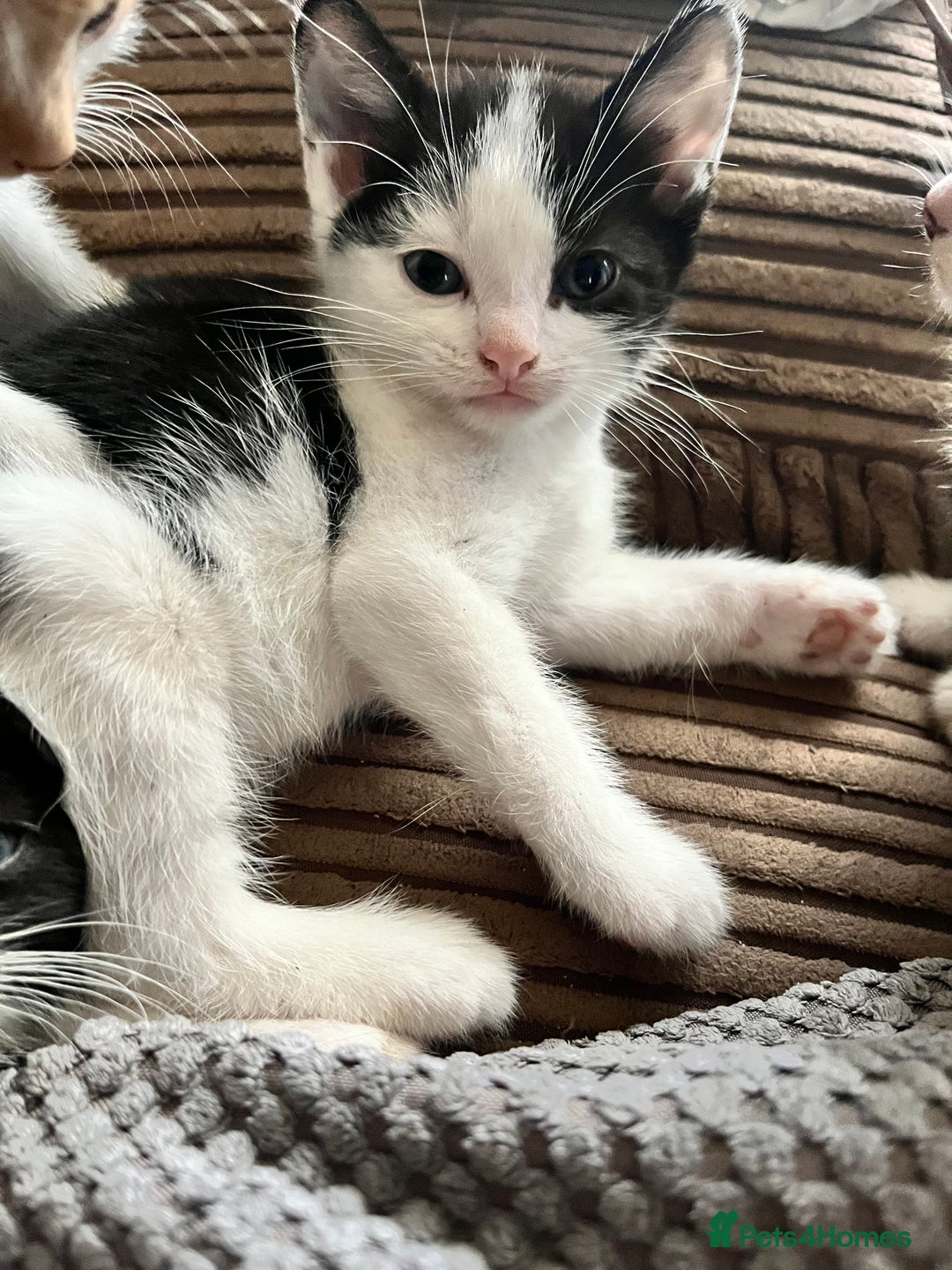Mixed Breed cats for sale: 5 male munchkin x kittens  - Image 3