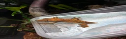 Gecko reptiles for sale: Baby Crested Geckos in Plymouth - Advert 4