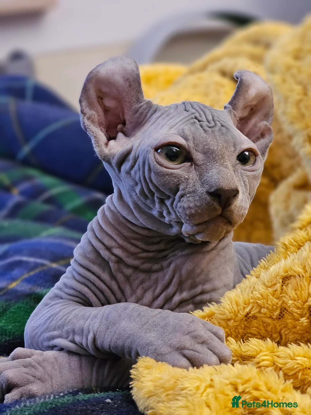 Sphynx cats for sale: Sphynx Elf kittens - Advert 13