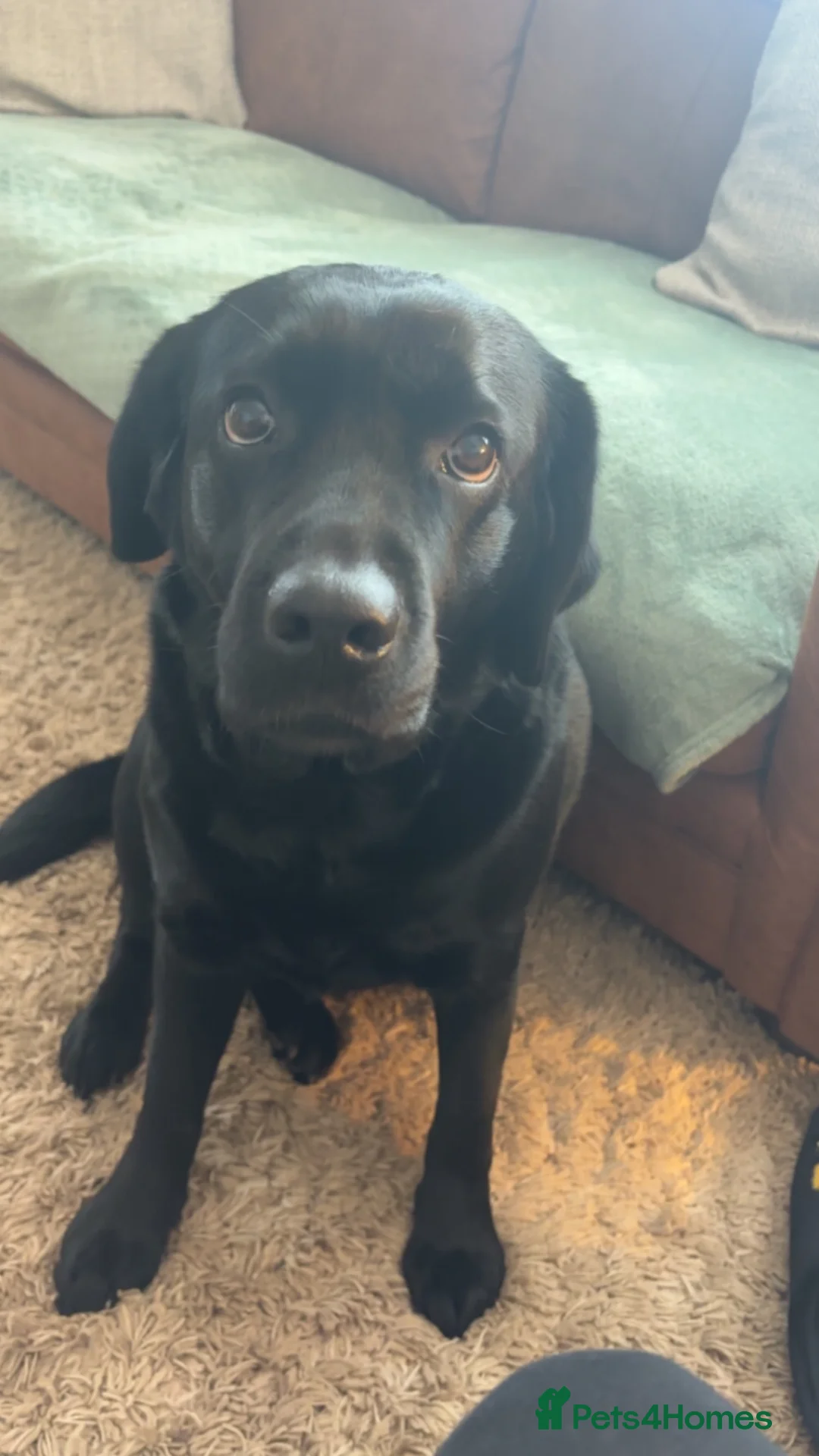 Labrador Retriever dogs for sale: Pregnancy confirmed!  in Newcastle - Advert 2