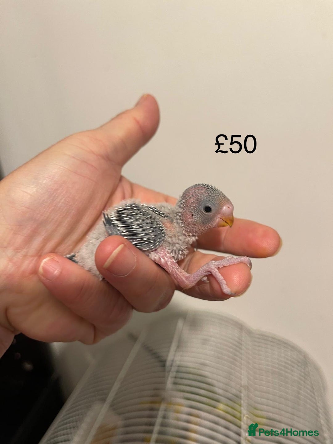 Budgerigars birds for sale: BABY BUDGIES FOR SALE  - Advert 2