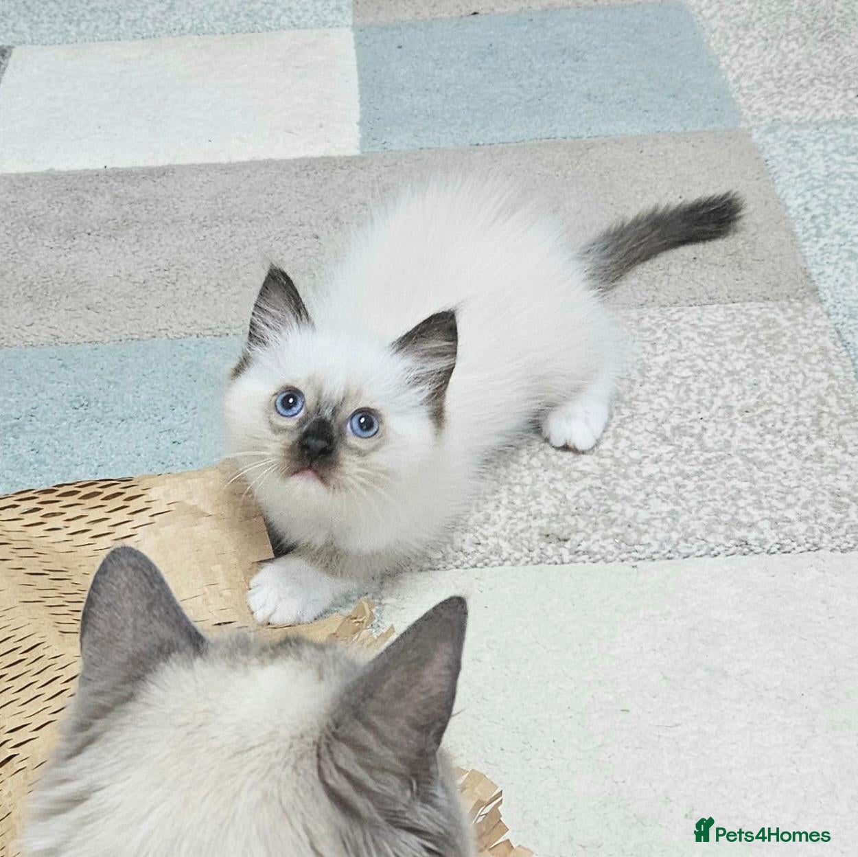 Ragdoll cats Stunning Ragdoll Kittens Available - Advert 2