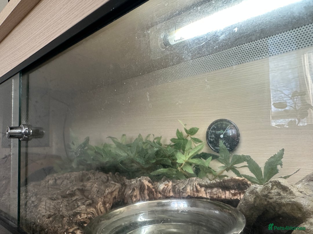 Python Snake reptiles for sale: Royal python with enclosure to a good home - Advert 7