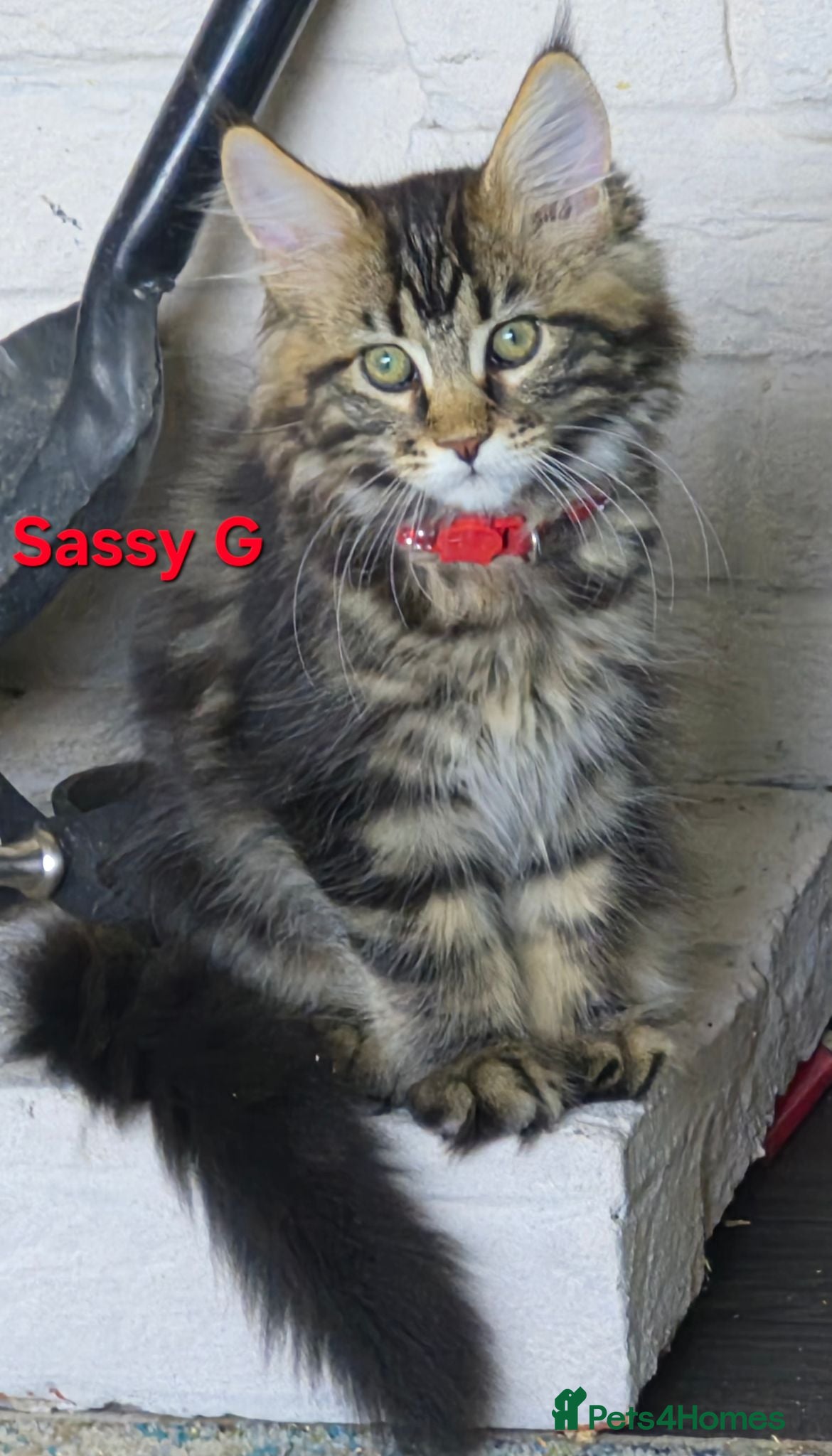 Maine Coon cats Beautiful maine coon kittens  - Advert 1