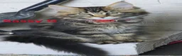 Maine Coon cats for sale: Beautiful maine coon kittens  - Advert 2