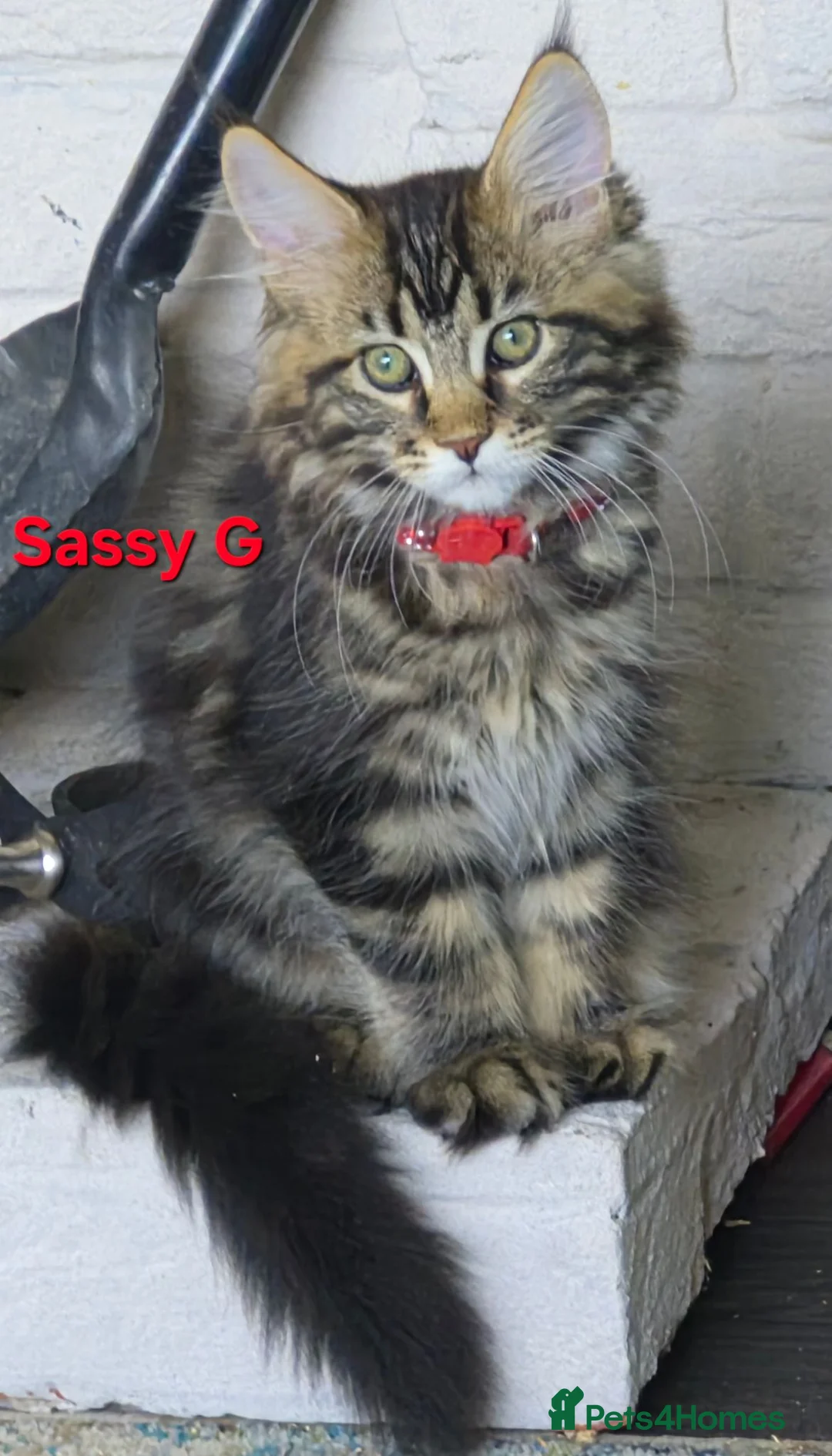 Maine Coon cats for sale: Beautiful maine coon kittens  - Advert 2