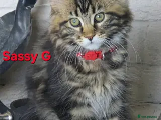 Maine Coon cats Beautiful maine coon kittens - Advert 1