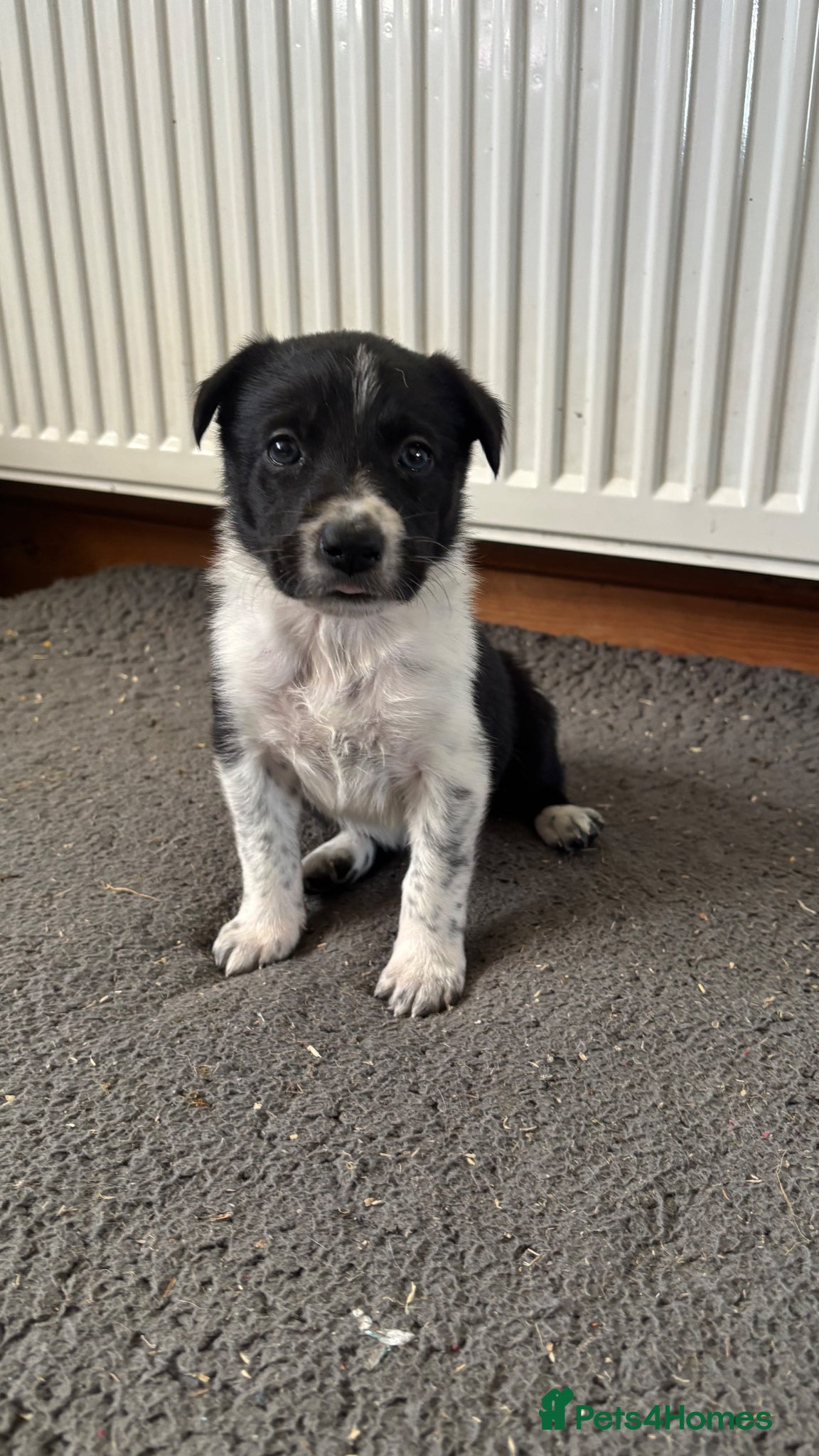Border Collie dogs Pure Border Collie Puppies - Advert 5
