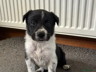 Border Collie dogs Pure Border Collie Puppies - Advert 5