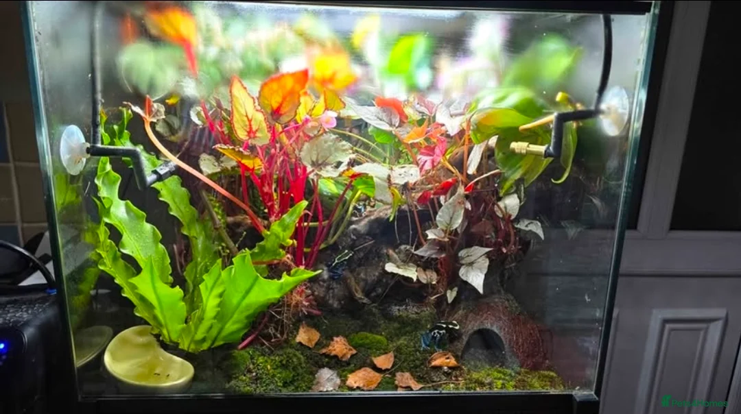 Frog reptiles for sale: 🌿🐸 Bioactive Dart Frog Vivarium – Fully Planted, - Advert 5