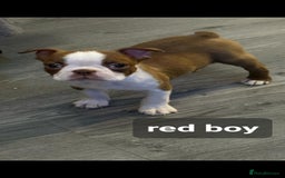 Boston Terrier dogs for sale: Beautiful Boston terrier puppies  - Image 2
