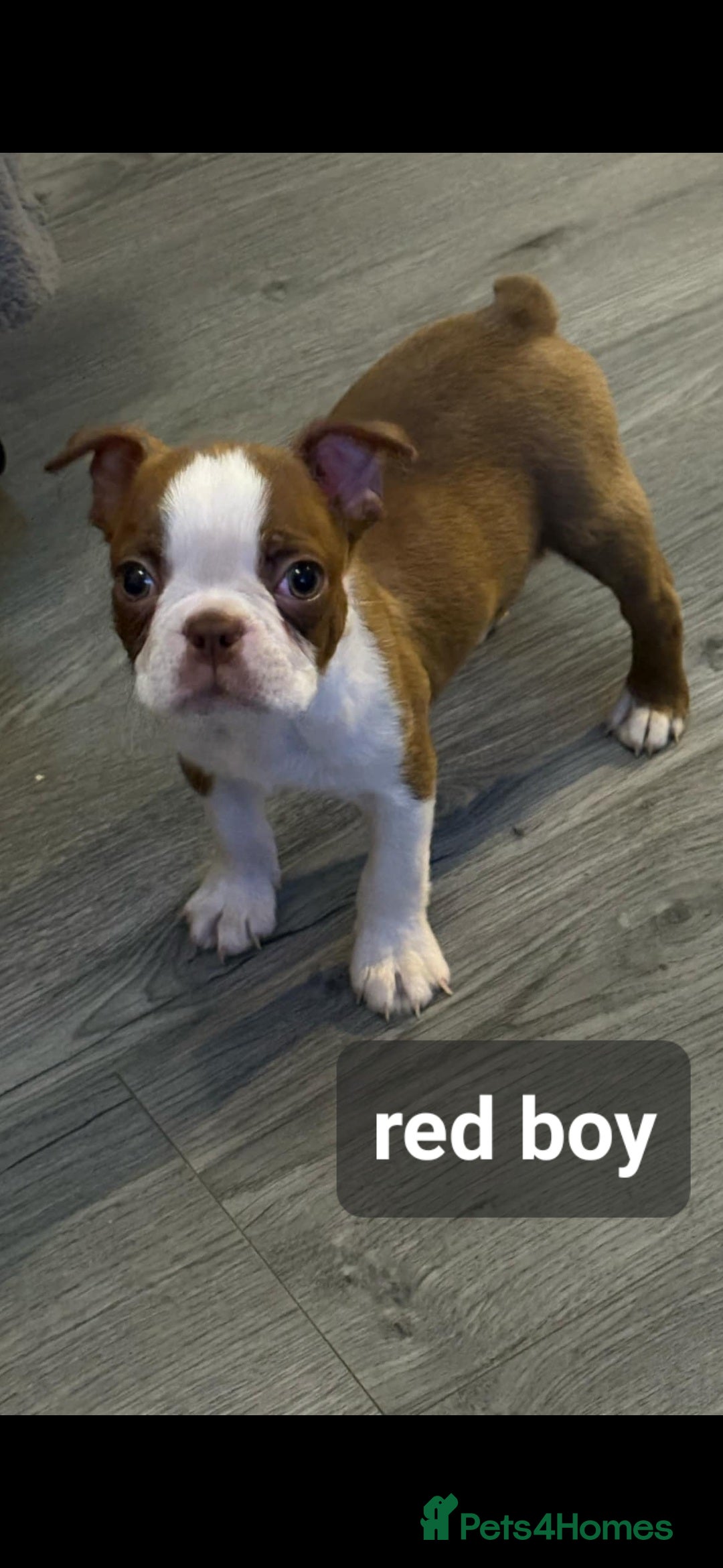 Boston Terrier dogs for sale: Beautiful Boston terrier puppies  - Image 2