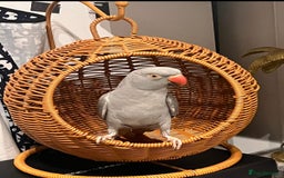 Parrots birds for sale: A beautiful Hand-tamed Indian Ring neck parrot  - Image 1