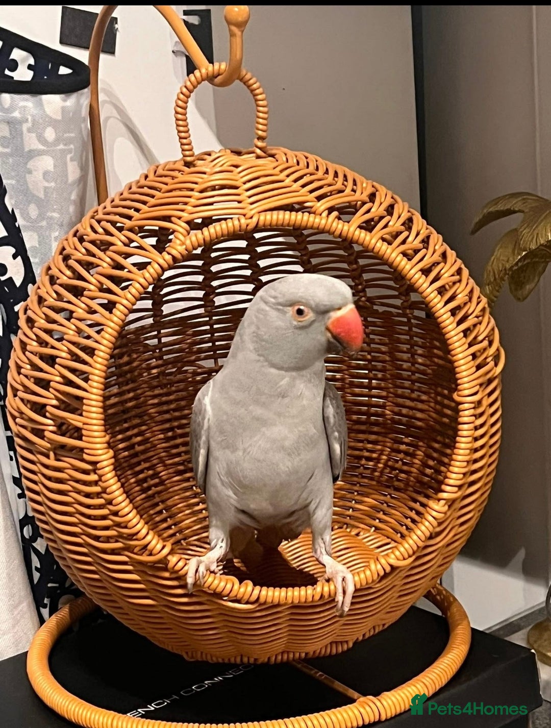 Parrots birds for sale: A beautiful Hand-tamed Indian Ring neck parrot  - Image 1